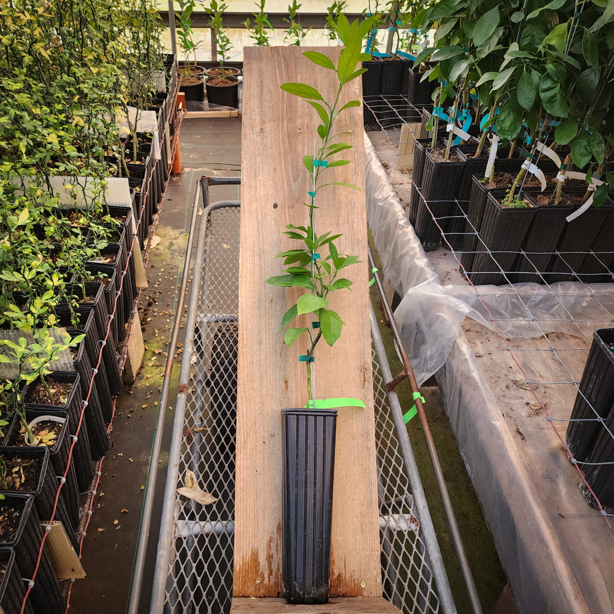 Miyagawa Satsuma Trees for Sale Madison Citrus Nursery