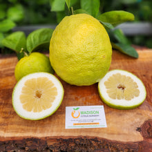 Load image into Gallery viewer, Nine Pound Lemon Tree