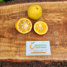 Load image into Gallery viewer, Nippon Orangequat - Certified Citrus Budwood