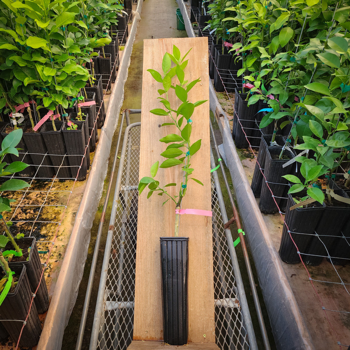 Pineapple Orange Trees for Sale Madison