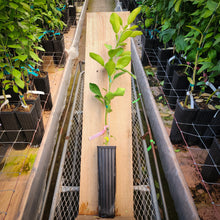 Load image into Gallery viewer, Red Shaddock Pummelo Tree