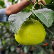 Load image into Gallery viewer, Red Shaddock Pummelo - Certified Citrus Budwood