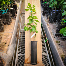 Load image into Gallery viewer, Rio Red Grapefruit Tree