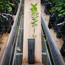 Load image into Gallery viewer, Sudachi Ichandrin Papeda Tree