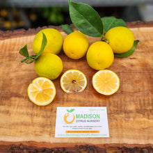 Load image into Gallery viewer, Sunquat - Certified Citrus Budwood