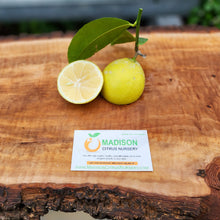 Load image into Gallery viewer, Sweet Lime Tree