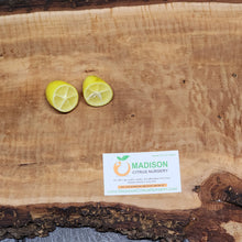 Load image into Gallery viewer, Tavares Limequat Tree