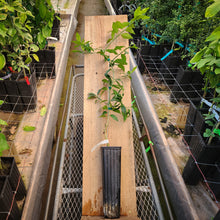 Load image into Gallery viewer, Tavares Limequat Tree