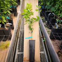 Load image into Gallery viewer, Vaniglia Sanguigno Acidless Sweet Orange