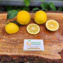 Load image into Gallery viewer, Volkamer Lemon - Certified Citrus Budwood