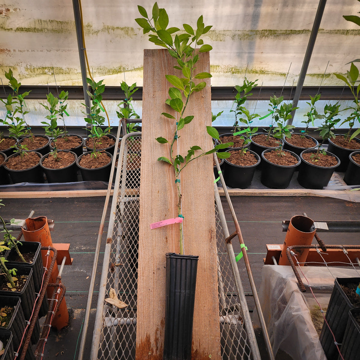 Xie Shan Satsuma Mandarin Trees for Sale