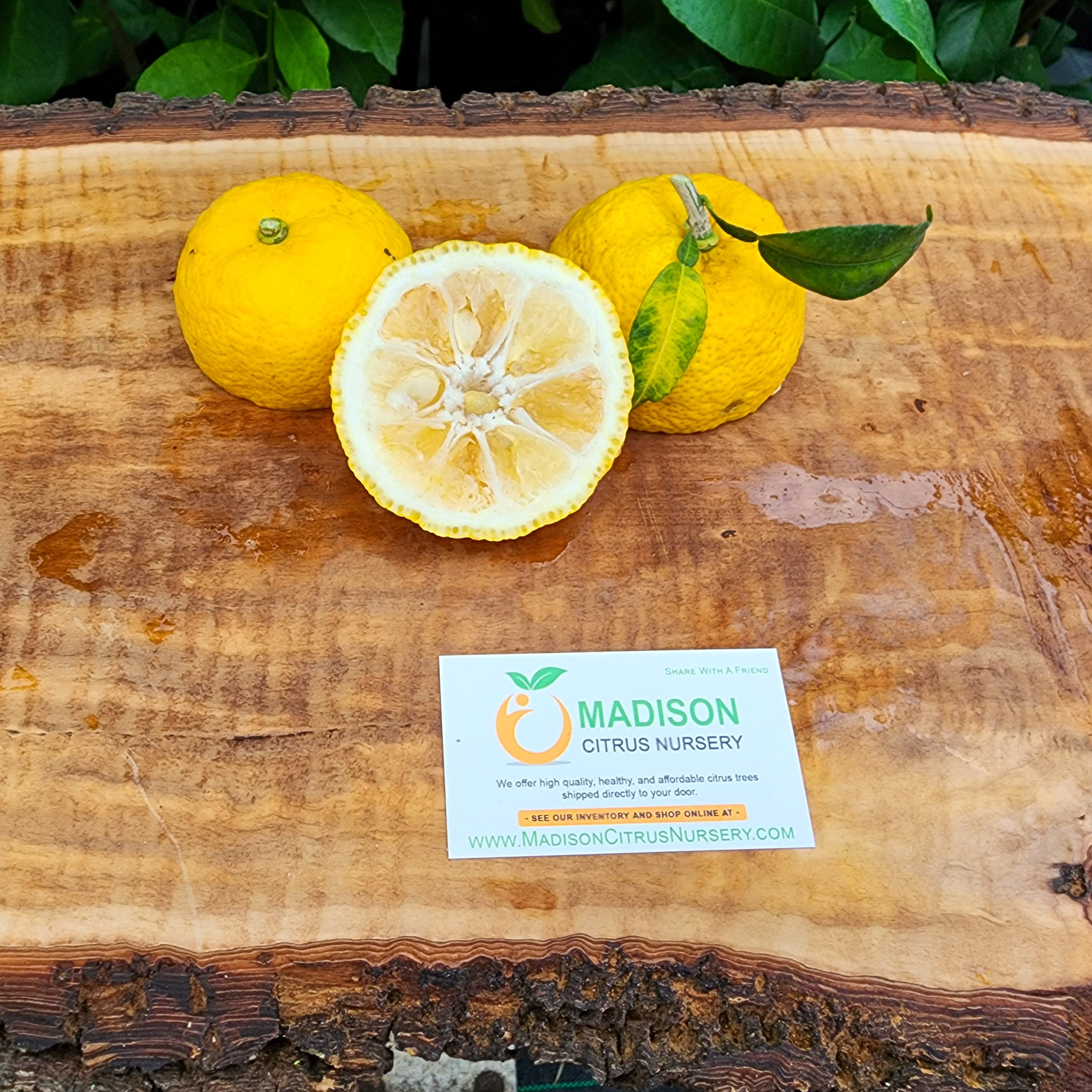 Yuzu Lemon Trees for Sale -  – Madison Citrus  Nursery