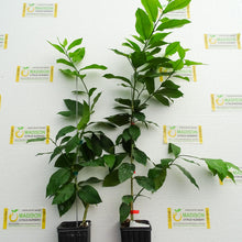 Load image into Gallery viewer, Bearss Lemon Tree