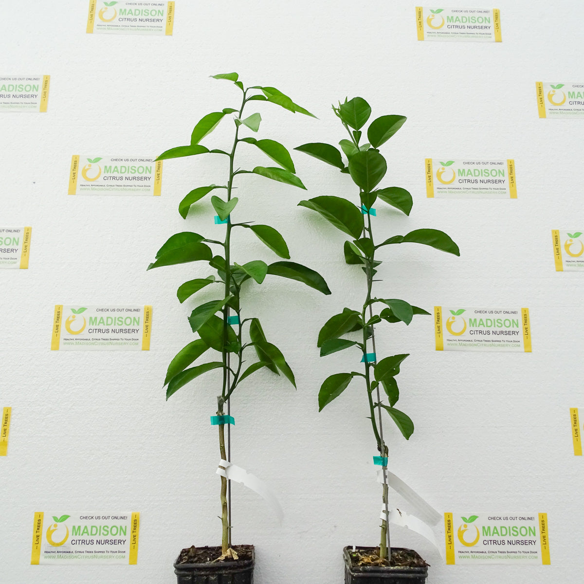 Bloomsweet Grapefruit Trees for Sale - MadisonCitrusNursery.com