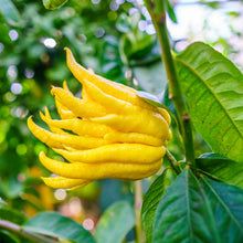 Load image into Gallery viewer, Dwarf Buddhas Hand Tree