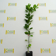 Load image into Gallery viewer, Calamondin Tree