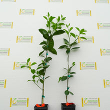 Load image into Gallery viewer, Cara Cara Navel Orange Tree