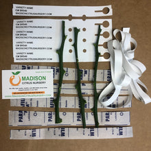 Load image into Gallery viewer, Succari Orange - Certified Citrus Budwood