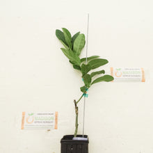 Load image into Gallery viewer, Dwarf Buddhas Hand Tree
