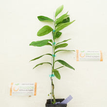 Load image into Gallery viewer, Dwarf Etrog Citron Tree