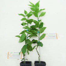 Load image into Gallery viewer, Dwarf Lisbon Lemon Tree