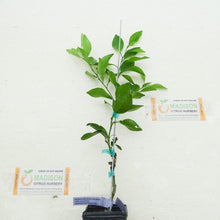 Load image into Gallery viewer, Dwarf Nasnaran Mandarin Tree