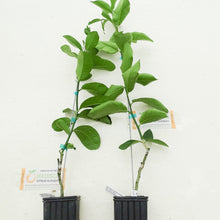 Load image into Gallery viewer, Dwarf Nine Pound Lemon Tree