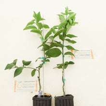 Load image into Gallery viewer, Dwarf Persian Lime Tree