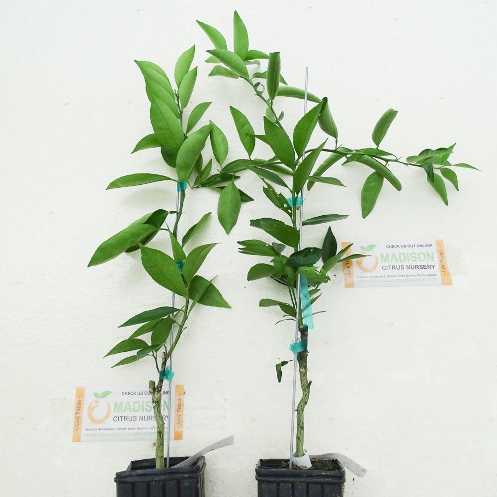 Dwarf Ugli Tangelo Trees for Sale Madison