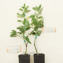 Load image into Gallery viewer, Dwarf Variegated Minneola Tree