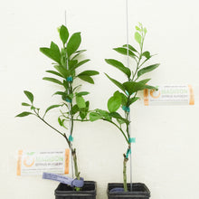 Load image into Gallery viewer, Dwarf Amoa 8 Tangor Mandarin Tree