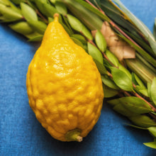 Load image into Gallery viewer, Etrog Citron Tree