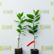 Load image into Gallery viewer, Etrog Citron Tree