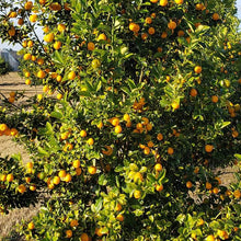 Load image into Gallery viewer, Fukushu Kumquat Tree