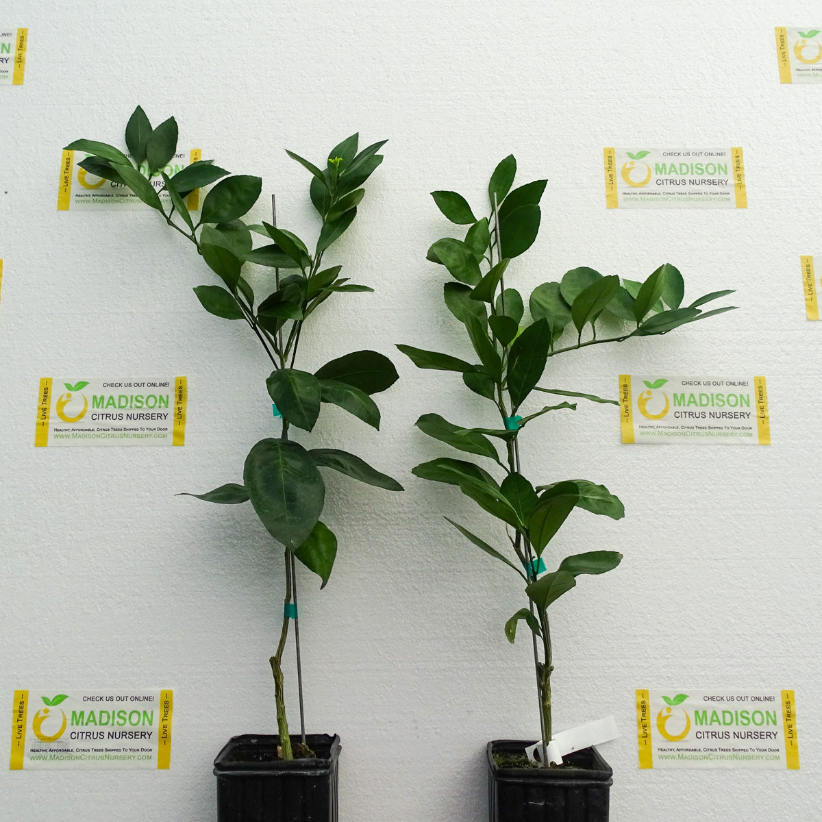 Kimbrough Satsuma Mandarin Trees for Sale Madison Citrus Nursery