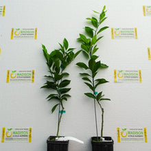 Load image into Gallery viewer, Kishu Mandarin Tree