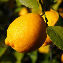 Load image into Gallery viewer, Lisbon Lemon Tree