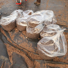 Load image into Gallery viewer, Custom Citrus Potting Mix