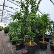 Load image into Gallery viewer, Custom Citrus Potting Mix