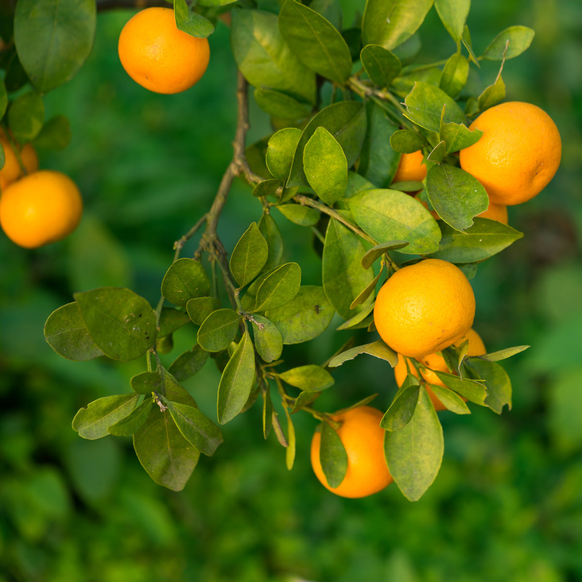 Marumi Kumquat Tree