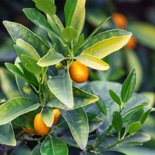 Load image into Gallery viewer, Meiwa Kumquat Tree