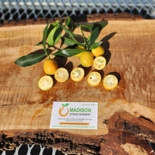 Load image into Gallery viewer, Meiwa Kumquat - Certified Citrus Budwood
