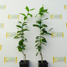 Load image into Gallery viewer, Meyer Lemon Tree
