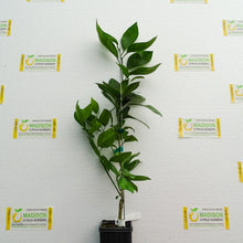 Load image into Gallery viewer, Moro Blood Orange Tree