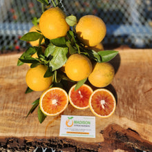 Load image into Gallery viewer, Moro Blood Orange - Certified Citrus Budwood