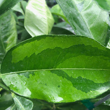 Load image into Gallery viewer, Mottled Minneola Tree