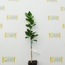 Load image into Gallery viewer, New Zealand Lemonade Tree