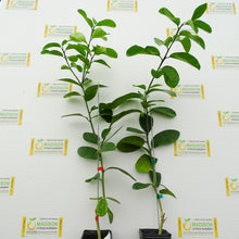 Load image into Gallery viewer, Nine Pound Lemon Tree