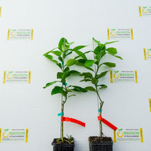 Load image into Gallery viewer, Pink Sensation Pummelo Tree