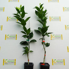 Load image into Gallery viewer, Pixie Mandarin Tree